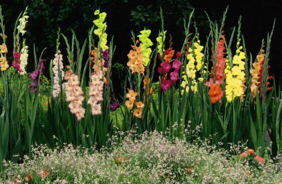 When to plant Gladiolus, Gladiolus seed ball planting method/Spring planting