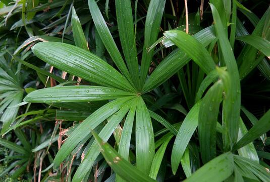 How to change the basin of palm bamboo, the method of changing the basin of palm bamboo/the most suitable for changing the basin in early March