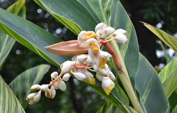 There are four reasons why ginger flowers do not bloom: investigation / soil / fertilization / temperature / humidity