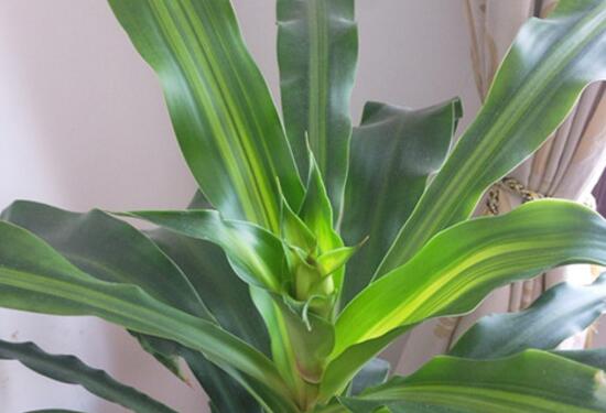 Brazilian wood leaves yellowing how to do, control watering to replenish light / change soil can be solved in one step