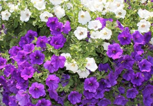 What to do with petunia wilting? stagnant water is the main reason / scientific watering pay attention to waterlogging prevention.