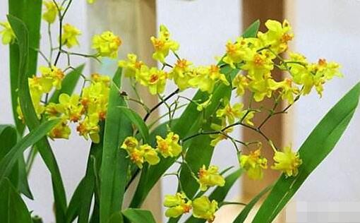 What soil does Oncidium use, culture methods and precautions of Oncidium / avoid low temperature