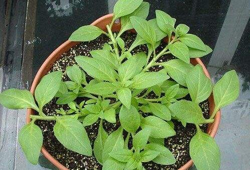 How to prune petunias, petunias topping diagram/remove terminal buds/position is appropriate