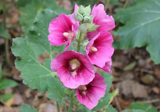 How to water the hollyhocks, how to fertilize the hollyhocks/avoid accumulated water/avoid concentrated fertilizer