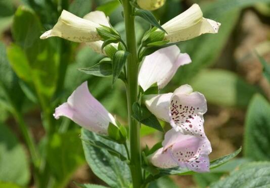 The difference between Rehmannia glutinosa and Lubing flower, 5 different points / shape / region / reproduction / florescence