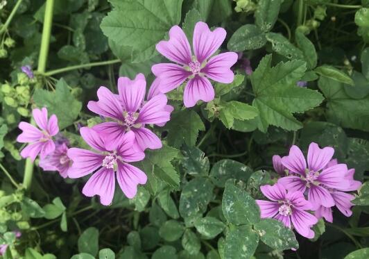 How to raise mallow flowers, breeding methods and points for attention / regular pruning