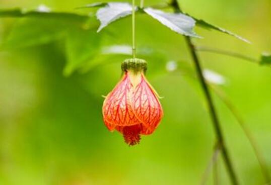 Wind chimes wilted how to deal with, learn four tricks to avoid wilting / attached treatment skills