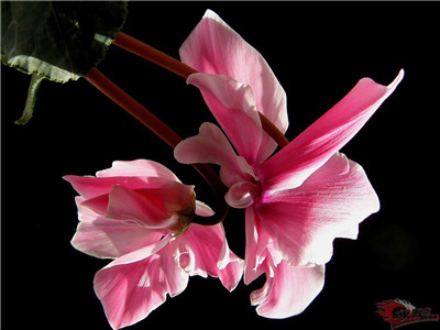 What is cyclamen wilt? How to prevent?