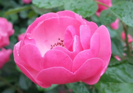 The difference between Fujimoto rose and rose is very different in appearance / florescence / reproduction.