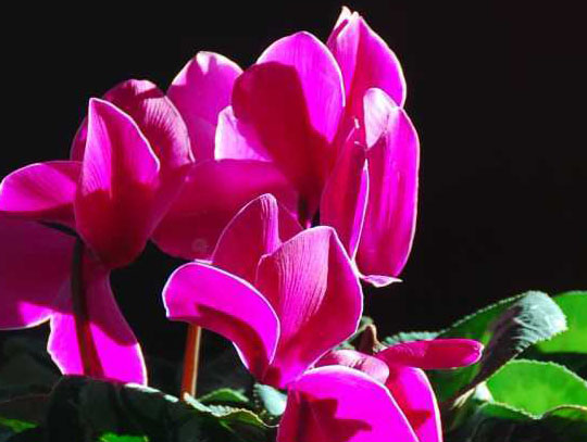 How to control cyclamen diseases and insect pests