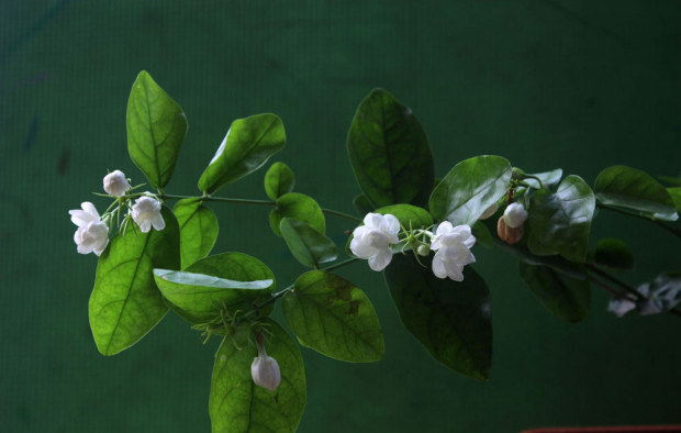 Cultivation and culture methods of jasmine