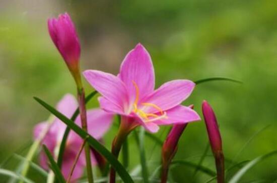 How to change the pot of leek lotus? the time of changing the pot / changing the pot once a year can blossom more.