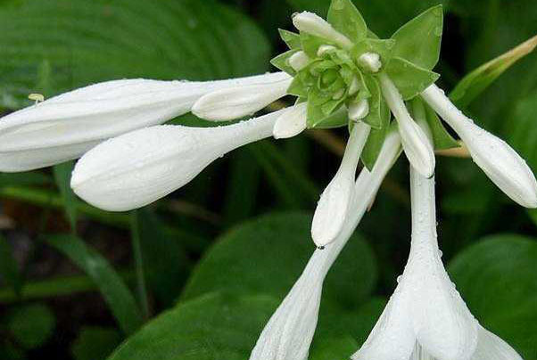 How to prevent Hosta leaves from withering and yellowing?