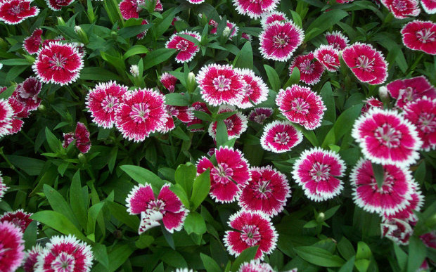 Cultivation and Culture methods of Carnation