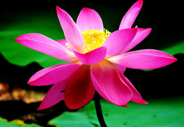 Culture and conservation methods of lotus