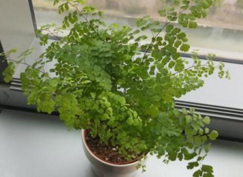 What to do about the yellowing of fern leaves? five techniques to improve yellowing / including coping methods