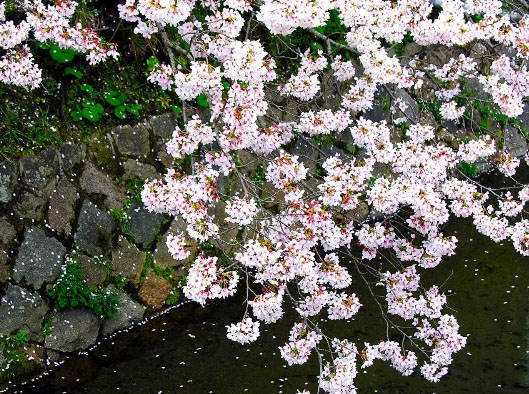 Perforated brown spot of cherry blossoms