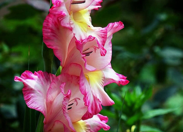 Cultivation and Management methods of Gladiolus