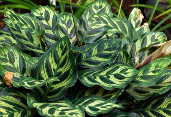 How to do yellow arrowroot leaves, control watering, proper fertilization/reasonable light is the key