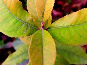 Gardenia yellowing disease