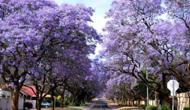 Cultivation and culture management method of jacaranda jacaranda