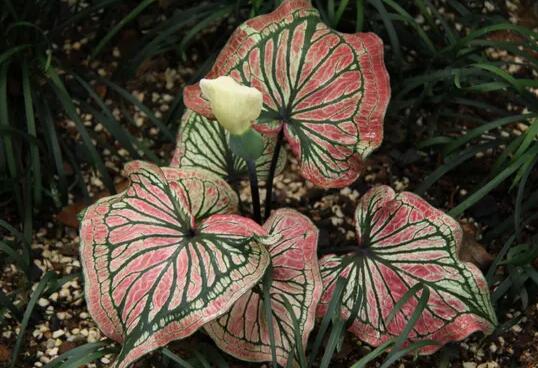 Why the leaves of taro do not grow up, and the soil is too sticky / watered improperly