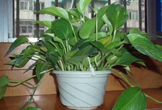 How to trim the green orchid, the pruning method of the green orchid / out-of-basin 20cm half-and-half pruning