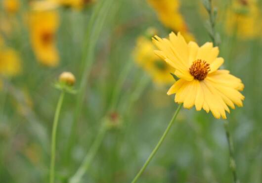 How to water Calendula, Calendula watering method/control watering frequency