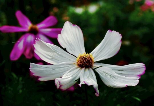 How to raise cosmos, cultivation methods and precautions of cosmos/sunshine should be sufficient