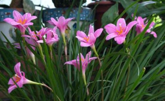 Will chive orchid die in winter? how to spend the winter? four o'clock can blossom more.