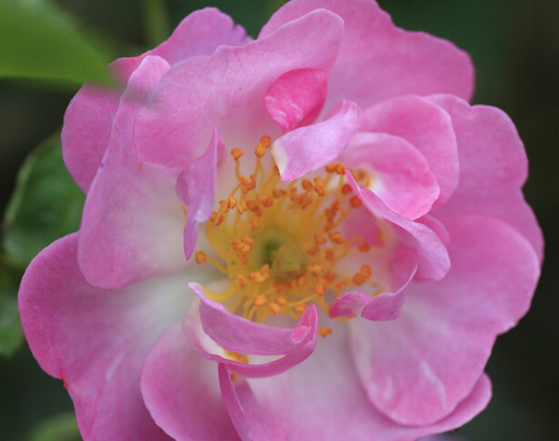 Culture methods of rose flowers: characteristics and growth habits of rose flowers