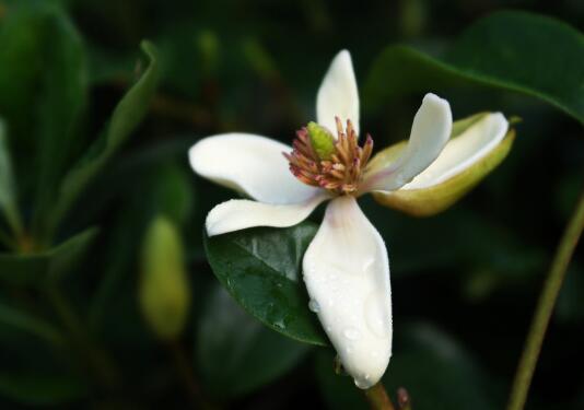 What if the leaves of the white orchid turn yellow? when will the white orchid be pruned / hydrated and shaded?