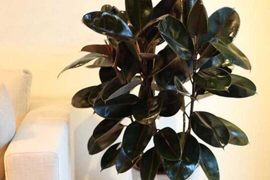 Rubber tree winter maintenance methods, four tricks to make rubber trees safely through winter