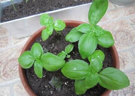 How to raise basil, basil breeding methods and precautions/temperature light is critical