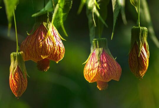 What if the leaves of the golden bell turn yellow? pay attention to the following five points to help you solve the problem easily.