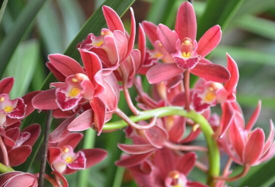 How to reflower Cymbidium grandiflora? it is difficult to maintain Cymbidium in four seasons / secondary flowering.