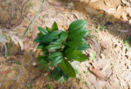 How to lose the leaves of Jinhua tea? learn 5 tips to save easily / bask in the sun more and move less pots.