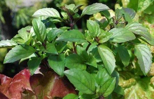 Basil how to fertilize, four tips to make fertilization easier / stop fertilization in winter