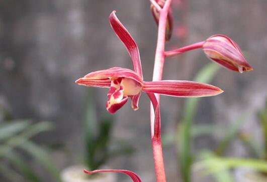 What about the yellowing of the leaves of orchids? control the amount of water / avoid direct sunlight