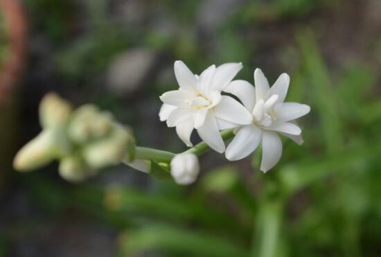 When does evening fragrant jade blossom? how to raise evening fragrant jade can blossom more / bloom in July.