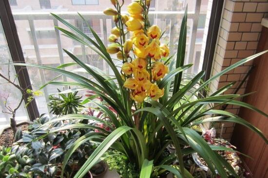 How to raise Cymbidium, the breeding methods and precautions / water of Cymbidium should be watered more.