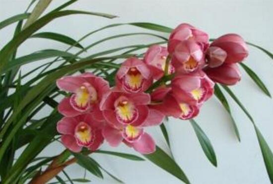 How to prune the flower branches of Cymbidium, the pruning method of Cymbidium / pruning after flowering