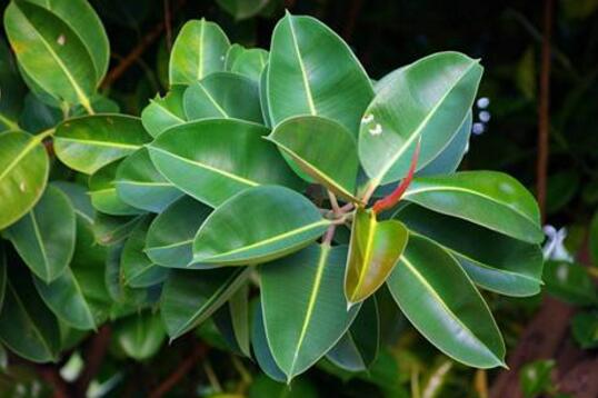 How does the rubber tree lose its leaves, caused by five reasons / with solutions