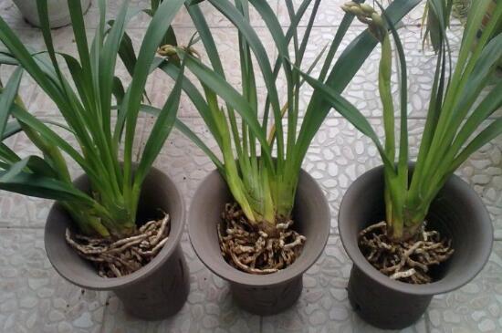 How to change the pot of Cymbidium, the method of changing the pot of Cymbidium / cutting the root after flowering to change the pot soil