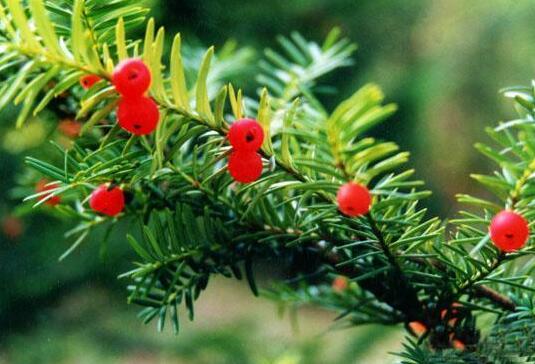 The yew blossoms and bears fruit for several years, and the culture method / growth environment / variety determines the fruiting time.