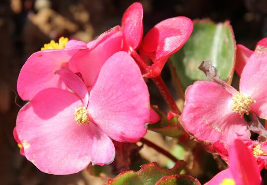 How often is the four Seasons Begonia watered? precautions for watering the four Seasons Begonia.