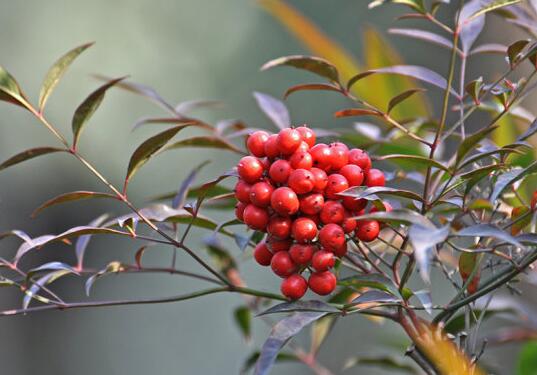 Is Phyllostachys pubescens poisonous? can Phyllostachys pubescens be cultured indoors / poisonous but can be raised indoors