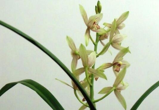 The reason why the orchid does not blossom and the solution is to control the amount of water / light for 3 hours a day.