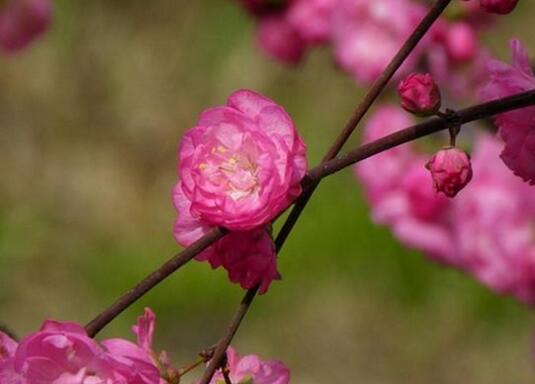 How to raise Prunus mandshurica? the breeding methods and points for attention / watering of Prunus mume should be reasonable.