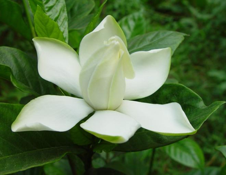 How to make potted gardenia blossom and blossom